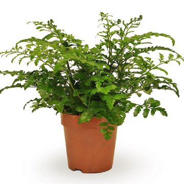 Asplenium 'Parvati'