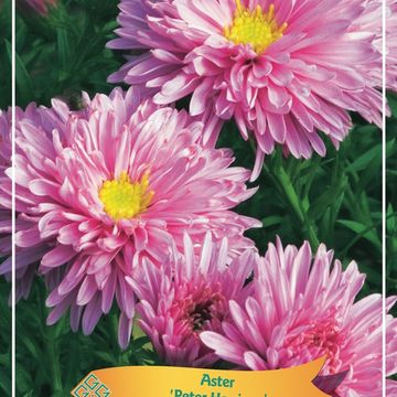 Aster MIX