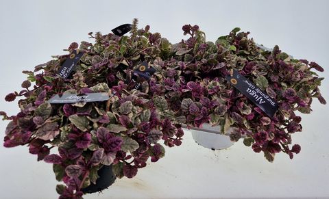 Ajuga reptans 'Burgundy Glow'
