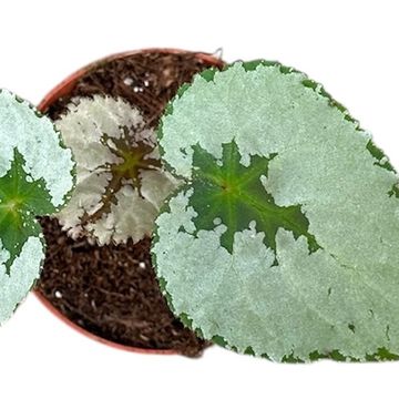 Begonia 'Grey Earl'