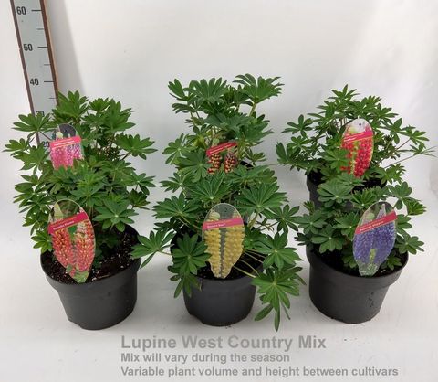 Lupinus WEST COUNTRY MIX