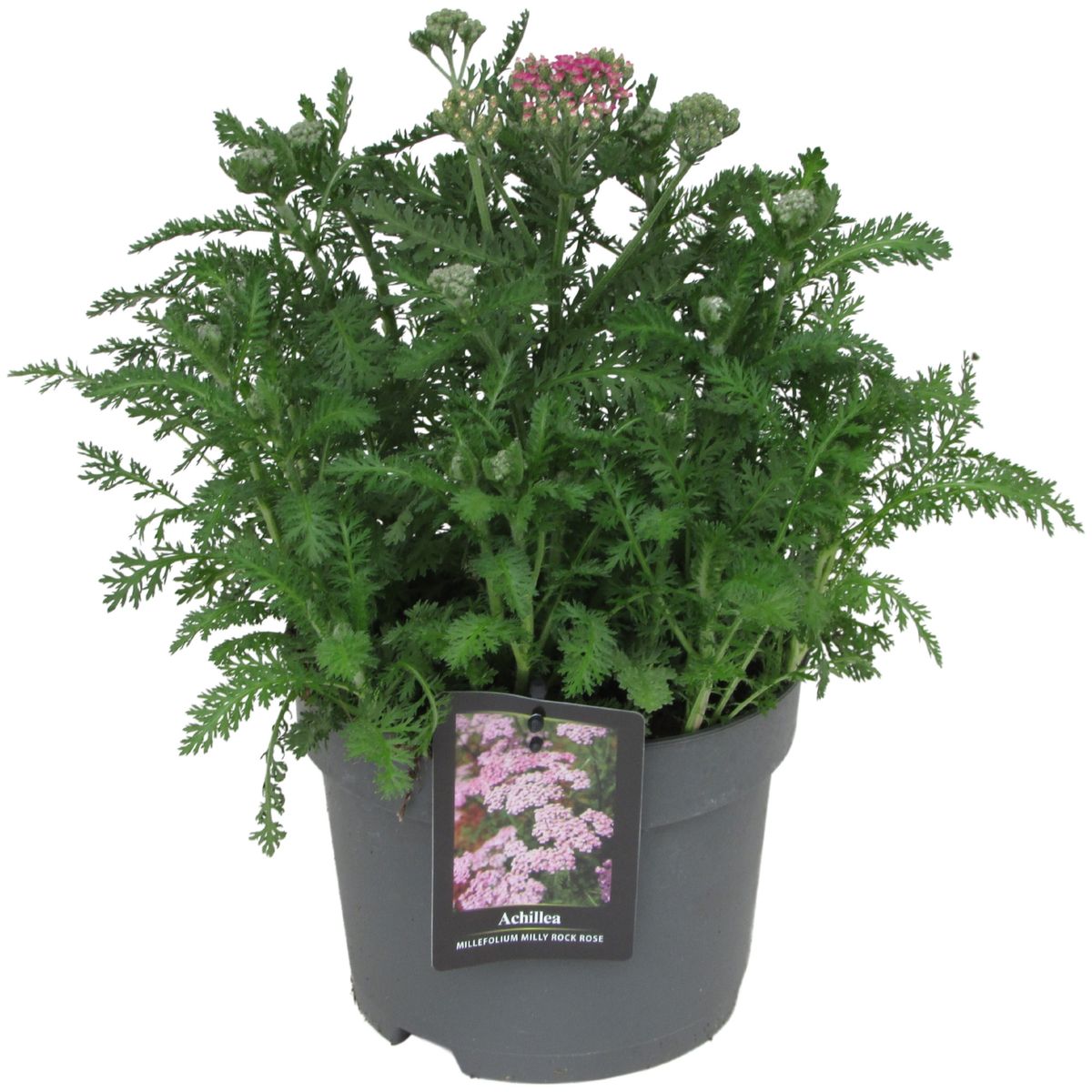 Achillea millefolium MILLY ROCK ROSE — Рослини оптом FlorAccess