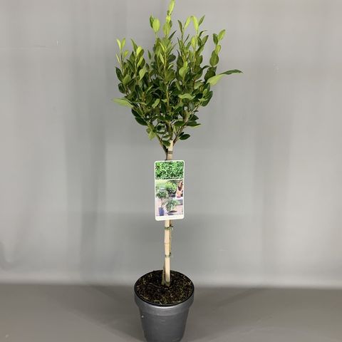 Griselinia littoralis GREEN HORIZON