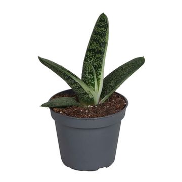 Gasteria 'Little Warty'