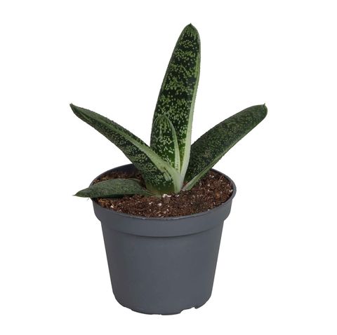 Gasteria 'Little Warty'