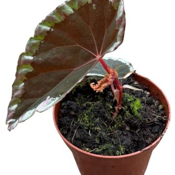 Begonia baramensis