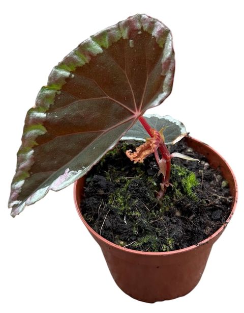 Begonia baramensis