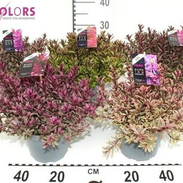 Hebe MAGICOLORS MIX