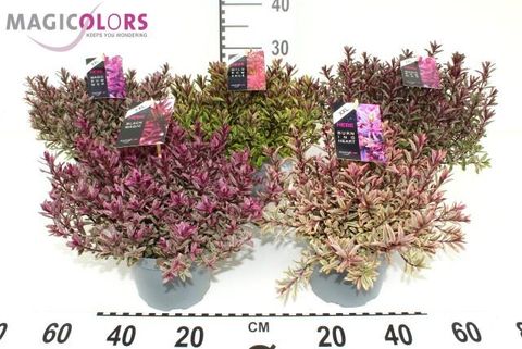 Hebe MAGICOLORS MIX