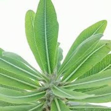 Pachypodium densiflorum