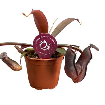 Nepenthes 'Rebecca Soper'