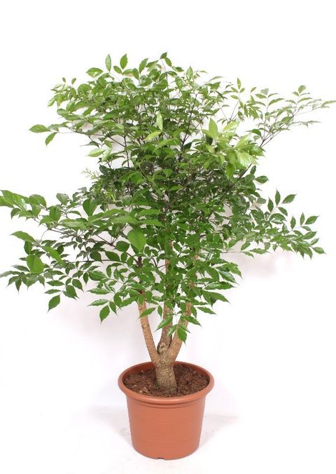 Heteropanax chinensis