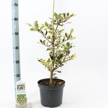 Ilex aquifolium 'Ferox Argentea'