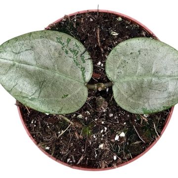 Hoya acuta Silver Heart
