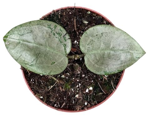 Hoya acuta Silver Heart