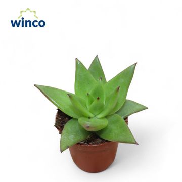 Echeveria agavoides 'Lipstick'