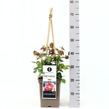 Роза EDEN ROSE '88 / EDEN / PIERRE DE RONSARD