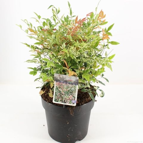 Nandina Domestica 'twilight' — Plant Wholesale Floraccess