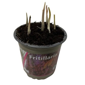 Fritillaria meleagris