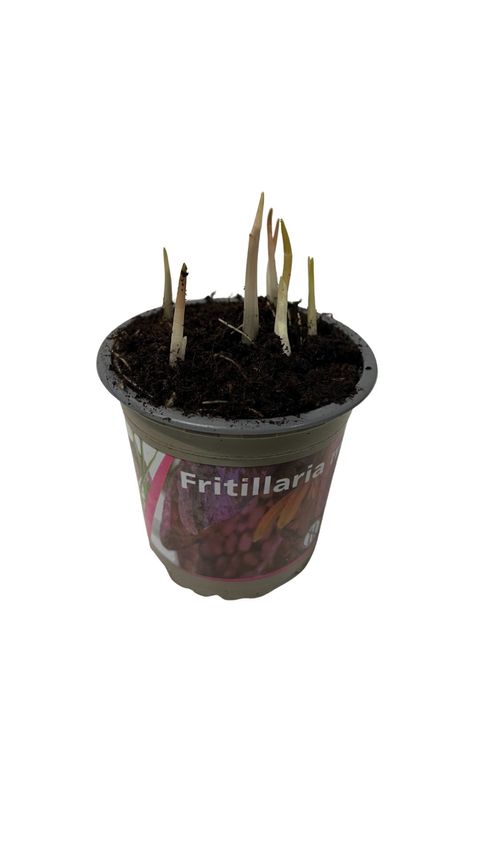 Fritillaria meleagris