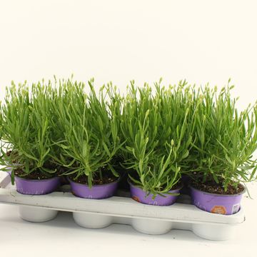 Lavandula angustifolia WHITE FRAGRANCE