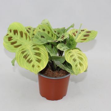 Maranta 'Light Veins'