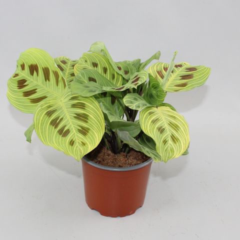 Maranta 'Light Veins'