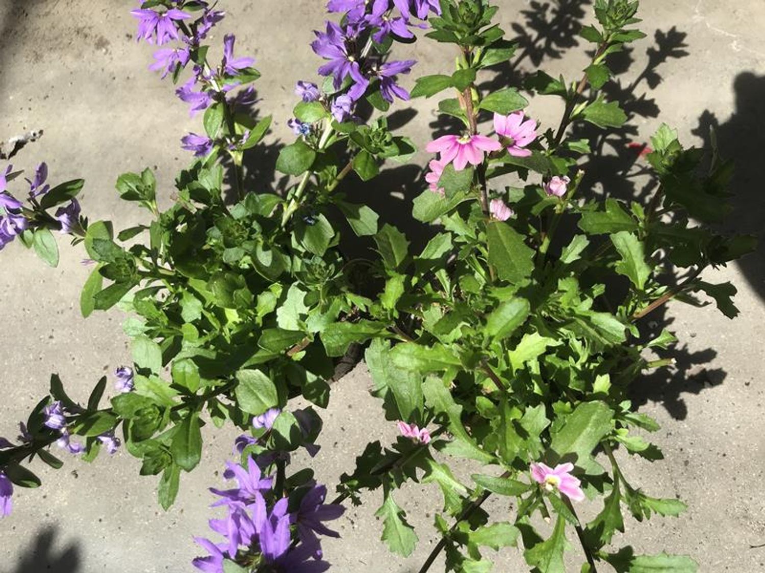 Scaevola aemula MIX — Plant Wholesale FlorAccess