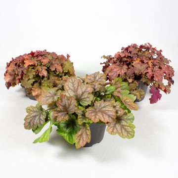 Heuchera MIX