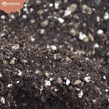 Substrates BONSAI MIX