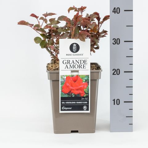 Rosa GRANDE AMORE