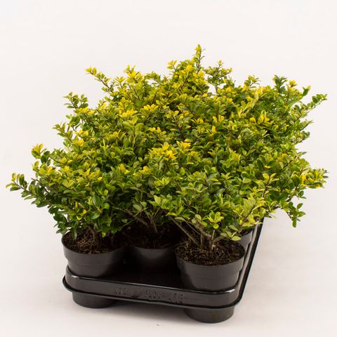 Ilex crenata 'Golden Gem'