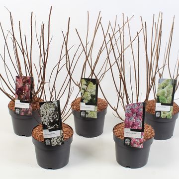 Hydrangea paniculata MIX