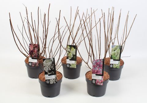 Hydrangea paniculata MIX