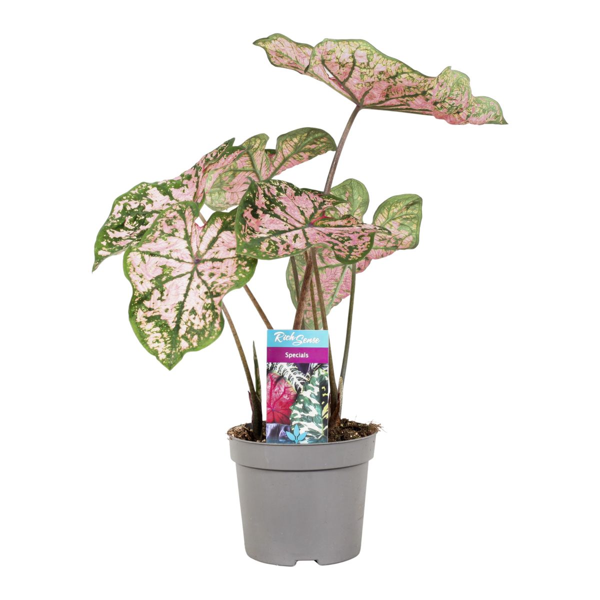 Caladium 'Florida Elise' — Plant Wholesale FlorAccess