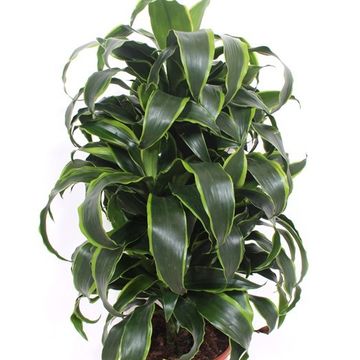 Dracaena fragrans 'Dorado'