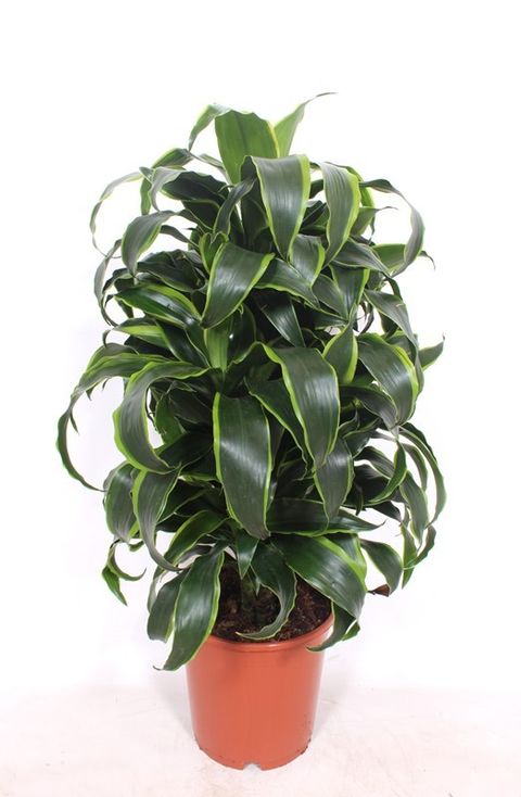 Dracaena fragrans 'Dorado'