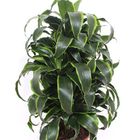 Dracaena fragrans 'Dorado'