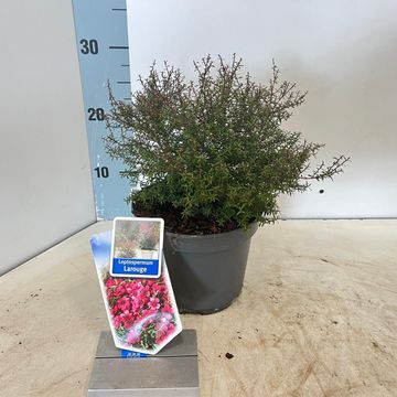 Leptospermum scoparium LAROUGE