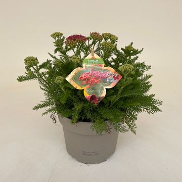 Achillea millefolium DESERT EVE DEEP ROSE