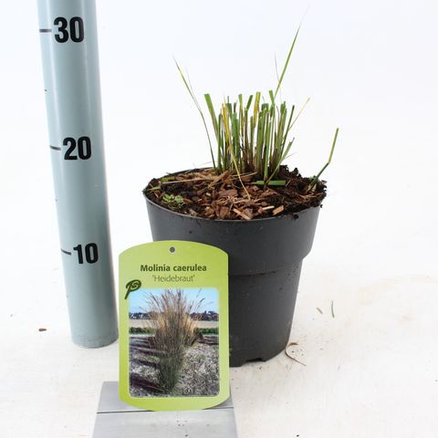 Molinia caerulea 'Heidebraut'