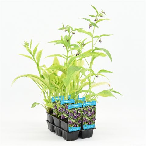 Symphytum officinale