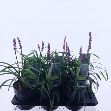 Liriope muscari 'Ingwersen'