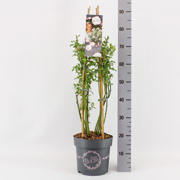 Rosa ROSY BOOM WHITE