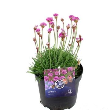 Armeria maritima 'Splendens'