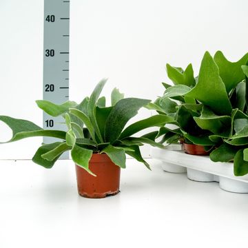 Platycerium alcicorne