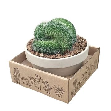 Mammillaria spinosissima 'Un Pico Cristata'