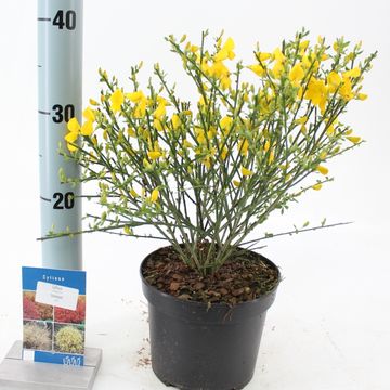 Cytisus scoparius 'Vanesse'