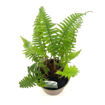 Dryopteris affinis 'Pinderi'