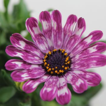 Остеоспермум ASTRA PINK SPOON